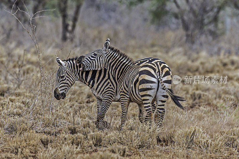 平原斑马(Equus quagga，前身为Equus burchellii)，也被称为普通斑马或波切尔斑马，是斑马中最常见和地理分布最广的物种。肯尼亚梅鲁国家公园。男性战斗。